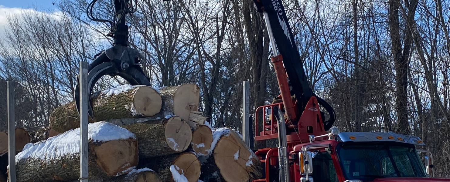 Tree removal