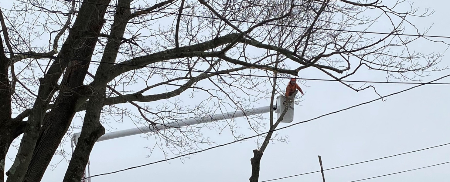 Tree service